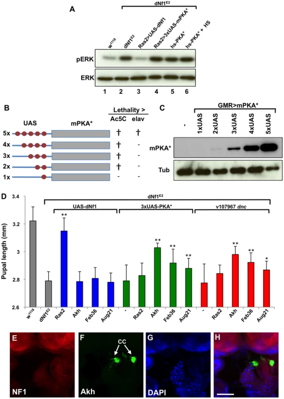 <i>dNf1</i> systemic growth related RAS/ERK and cAMP/PKA signals appear functionally and topographically distinct.