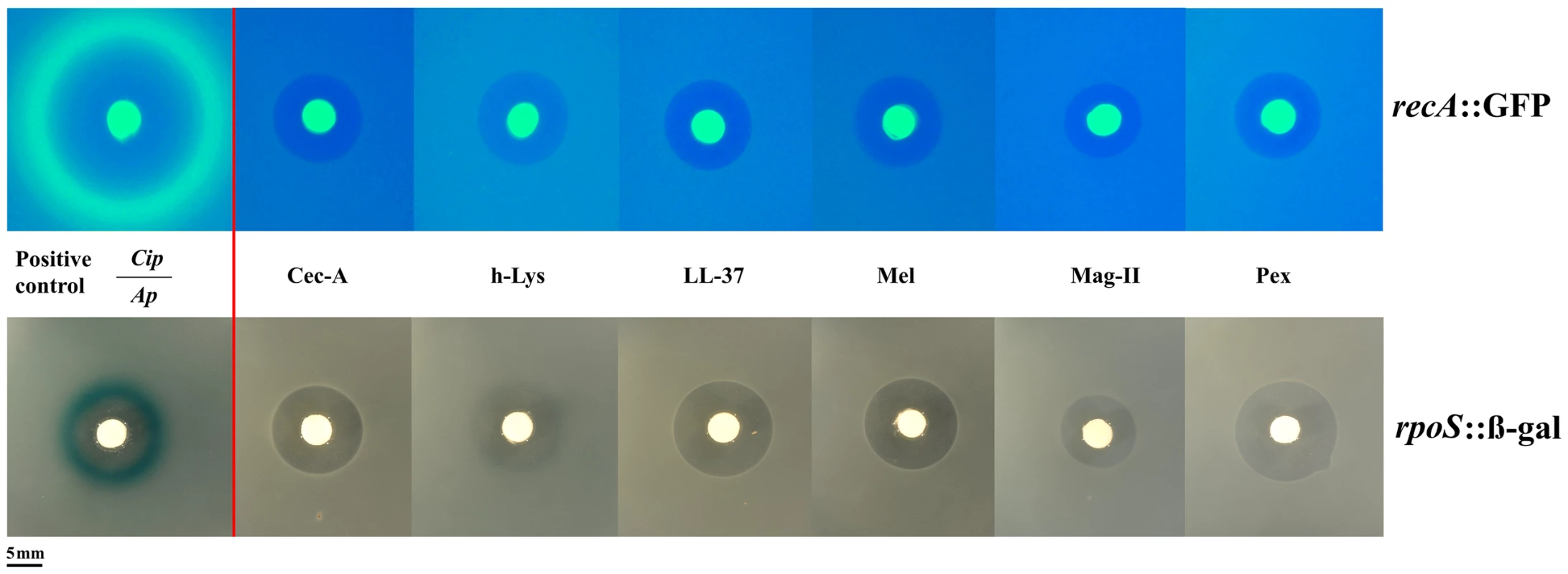 Antimicrobial peptides do not elicit the SOS (top panel) or the rpoS pathway (bottom panel).