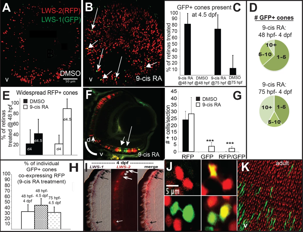 A GFP reporter for <i>LWS1</i> indicates a switch from <i>LWS2</i> to <i>LWS1</i> in response to RA treatment.
