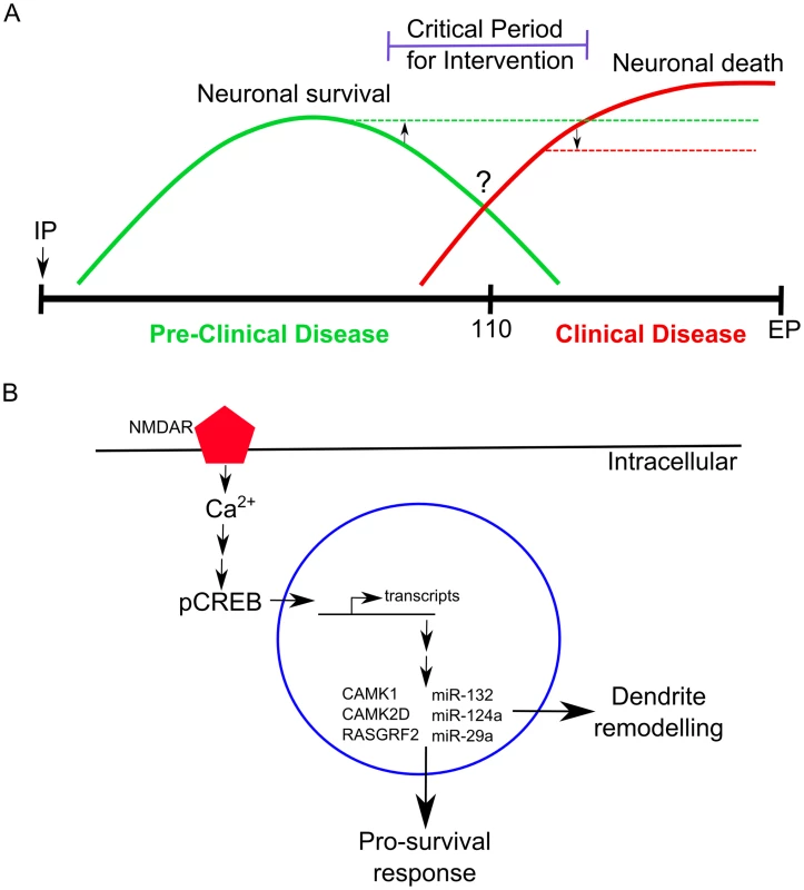 A schematic representation of the molecular changes we observed in neurons during prion disease.