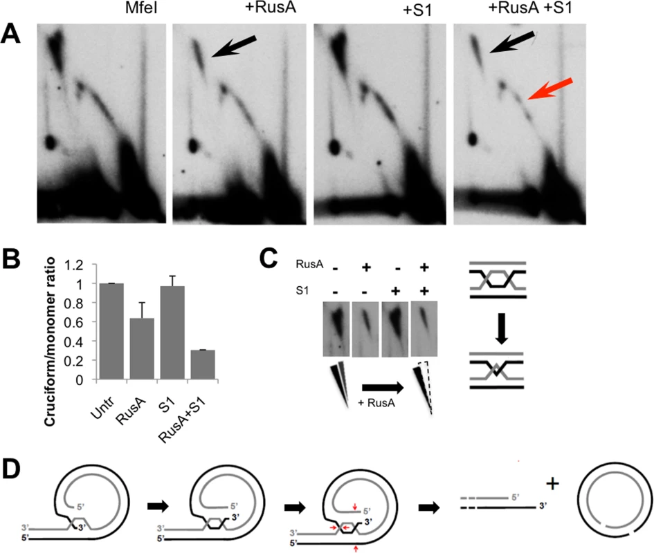 Prominent Holliday junctions and hemicatenanes indicate a recombination hotspot within the major non-coding region.