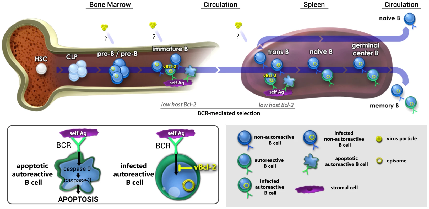 Working model: vBcl-2 promotes the survival of developing B cells and the maintenance of latency in the mature B cell reservoir.