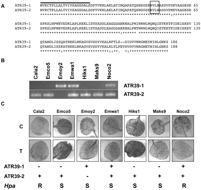 <i>ATR39</i> alleles are expressed in different <i>Hpa</i> isolates, but expression of <i>ATR39-1</i> does not correlate with avirulence on Wei-0.