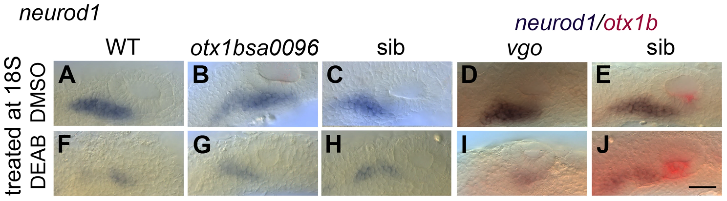 RA signalling is required for normal levels of otic <i>neurod1</i> expression in the absence of <i>tbx1</i> and <i>otx1b</i> activity.