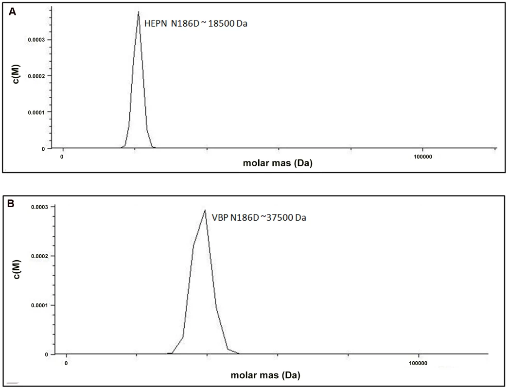 Substitution of key residues disrupts dimerization.