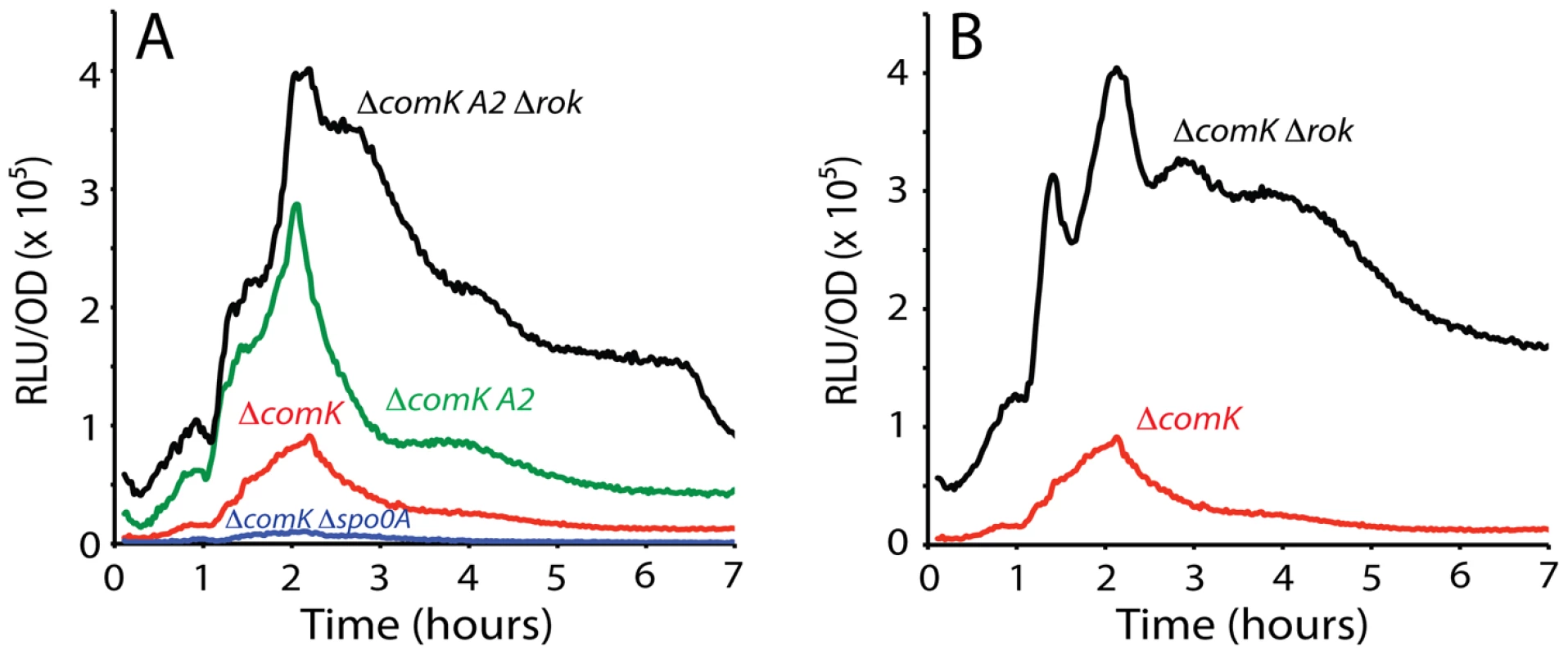 Rok and Spo0A bind at <i>A2</i>.