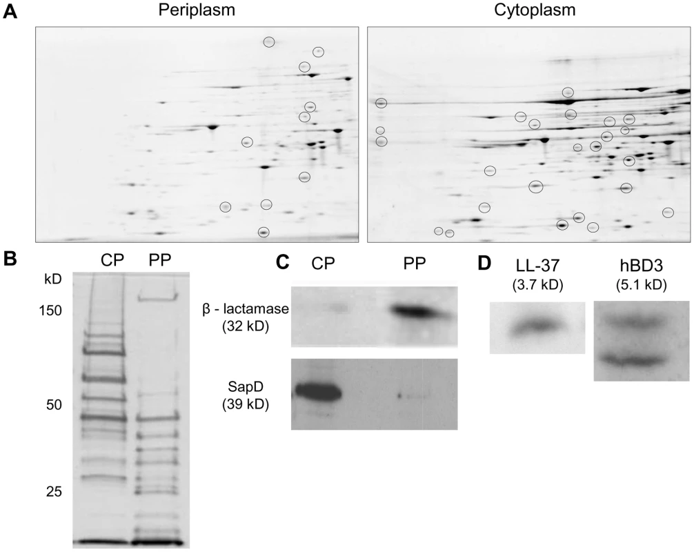 AMPs localize to cytoplasm-enriched fractions of NTHI.