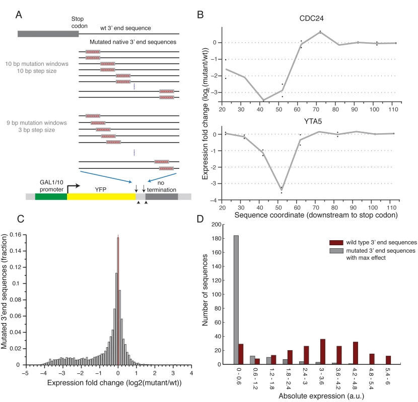 Scanning mutagenesis of native 3’ end sequences reveals critical elements required to maintain expression.