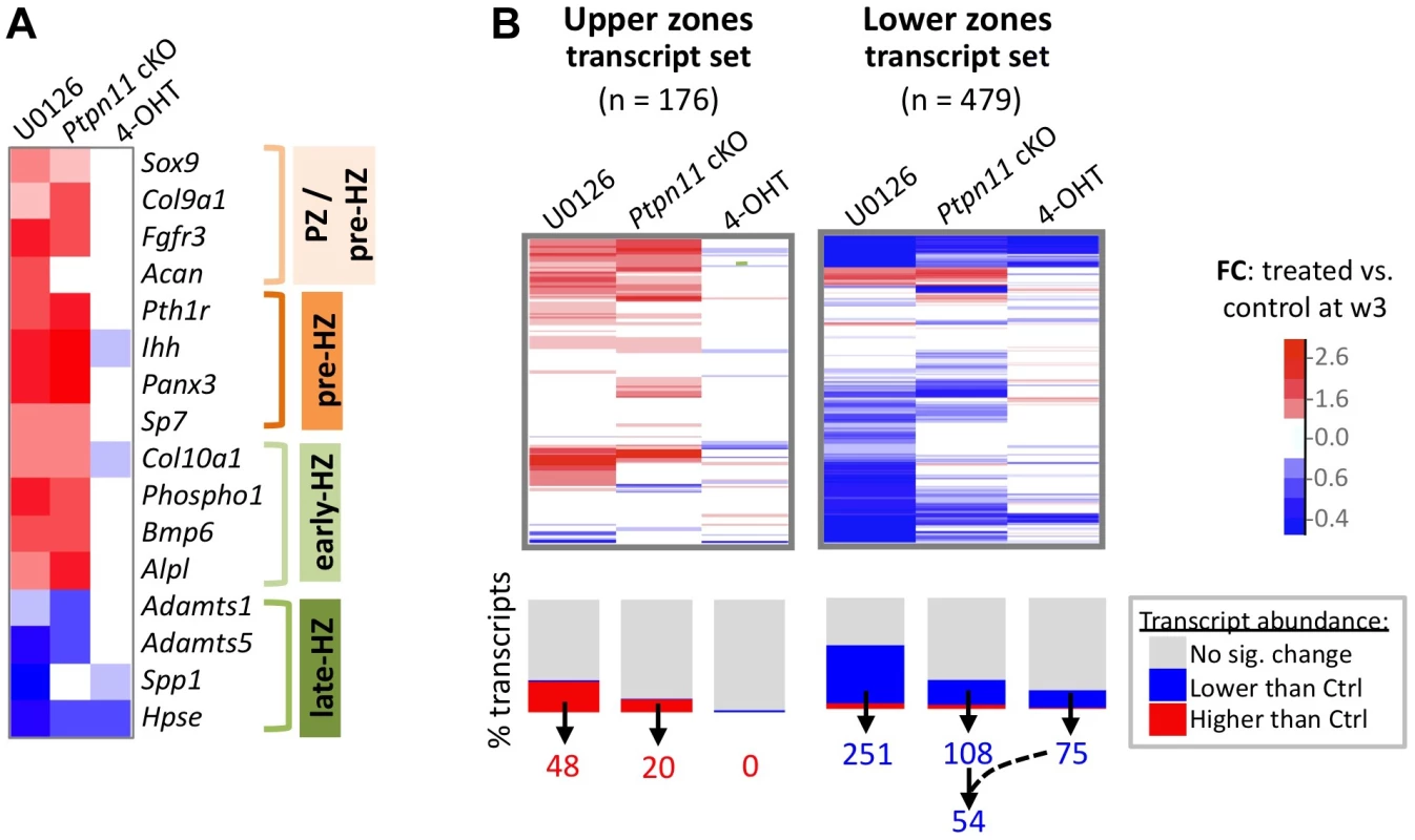 SHP2 depletion or MEK1/2 inhibition increases the abundance of PZ, pre-HZ and early-HZ transcripts, and decreases the abundance of late-HZ transcripts.