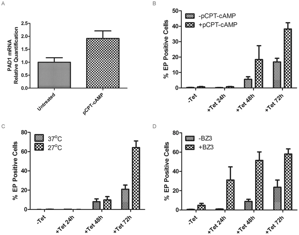Analysis of differentiation during RDK1 RNAi.