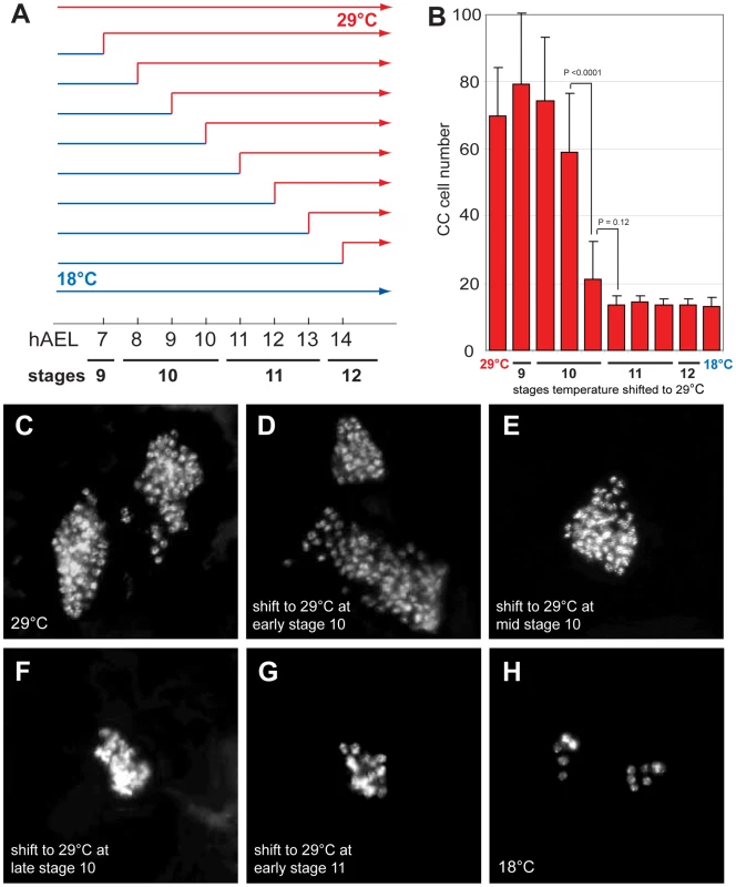 <i>Delta</i> regulates CC cell number before embryonic stage 11.