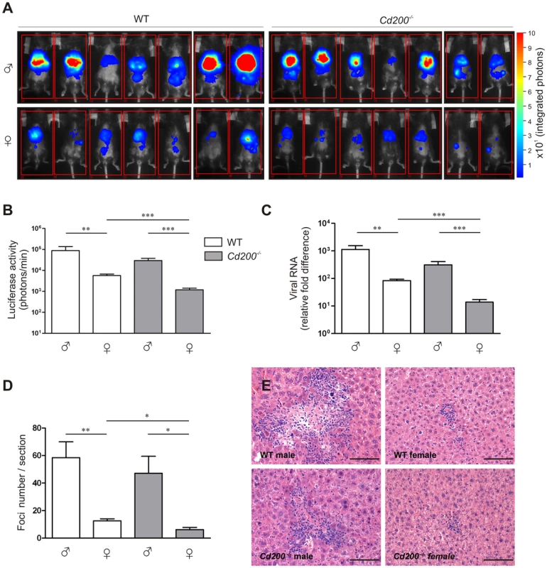 CD200-deficiency and sex determine the outcome of MHV infection.
