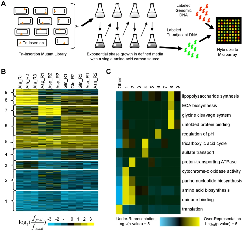 Identification and characterization of transposon insertion locations that alter fitness in single amino acid media.