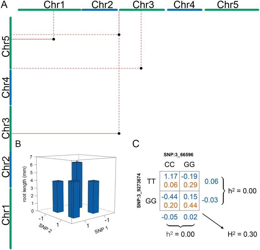 Four statistical epistatic interactions associated with mean root length.