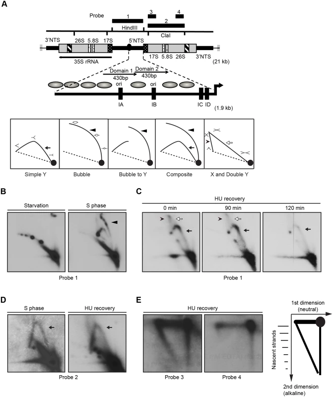 Two-dimensional gel electrophoresis analysis of rDNA replication intermediates following removal of HU.