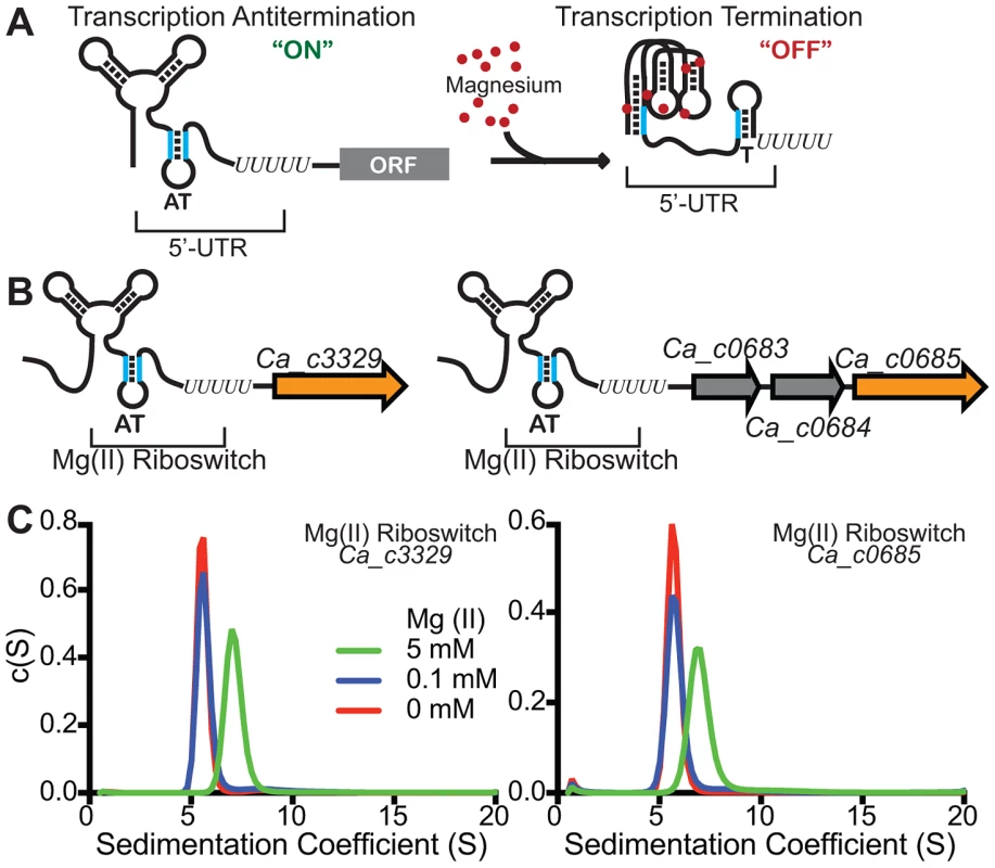 Identification of M-box RNAs located upstream of bacterial Nramp-related genes.