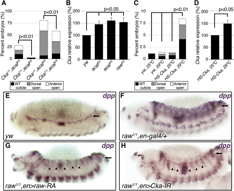 <i>raw</i> and <i>acal</i> act together to counteract JNK signaling.