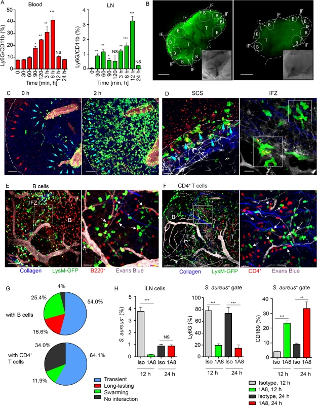 Local immunization with <i>S</i>. <i>aureus</i> bioparticles recruits neutrophils to the LN.