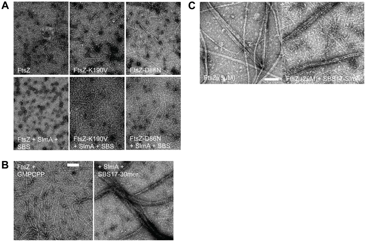 FtsZ mutants are resistant to SlmA antagonism of FtsZ polymerization.