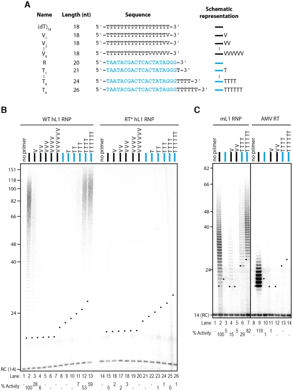 The L1 RNP preferentially extends primers ending with at least 4 Ts.