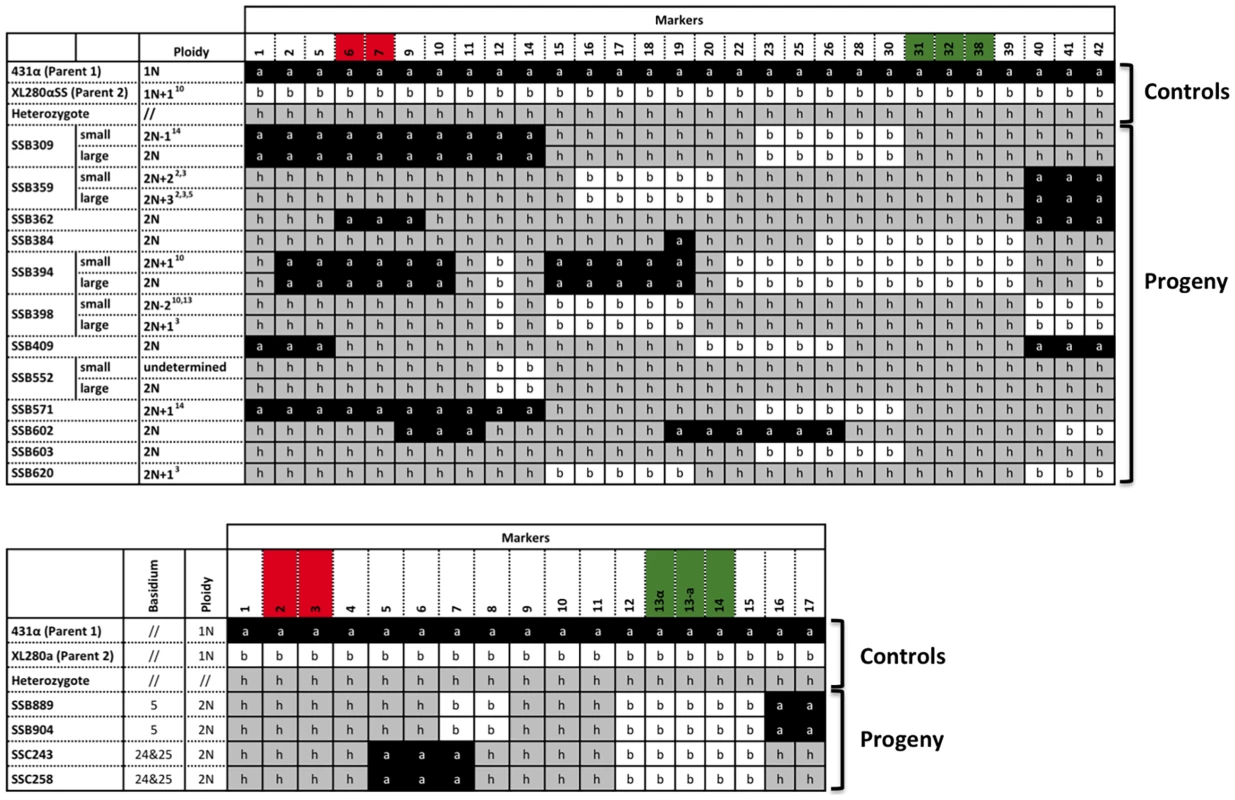 Meiotic progeny disomic for chromosome 4 are produced by α-α unisexual and a-α bisexual reproduction.