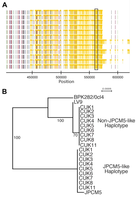 Phased haplotypes help identify one of the parental strains.