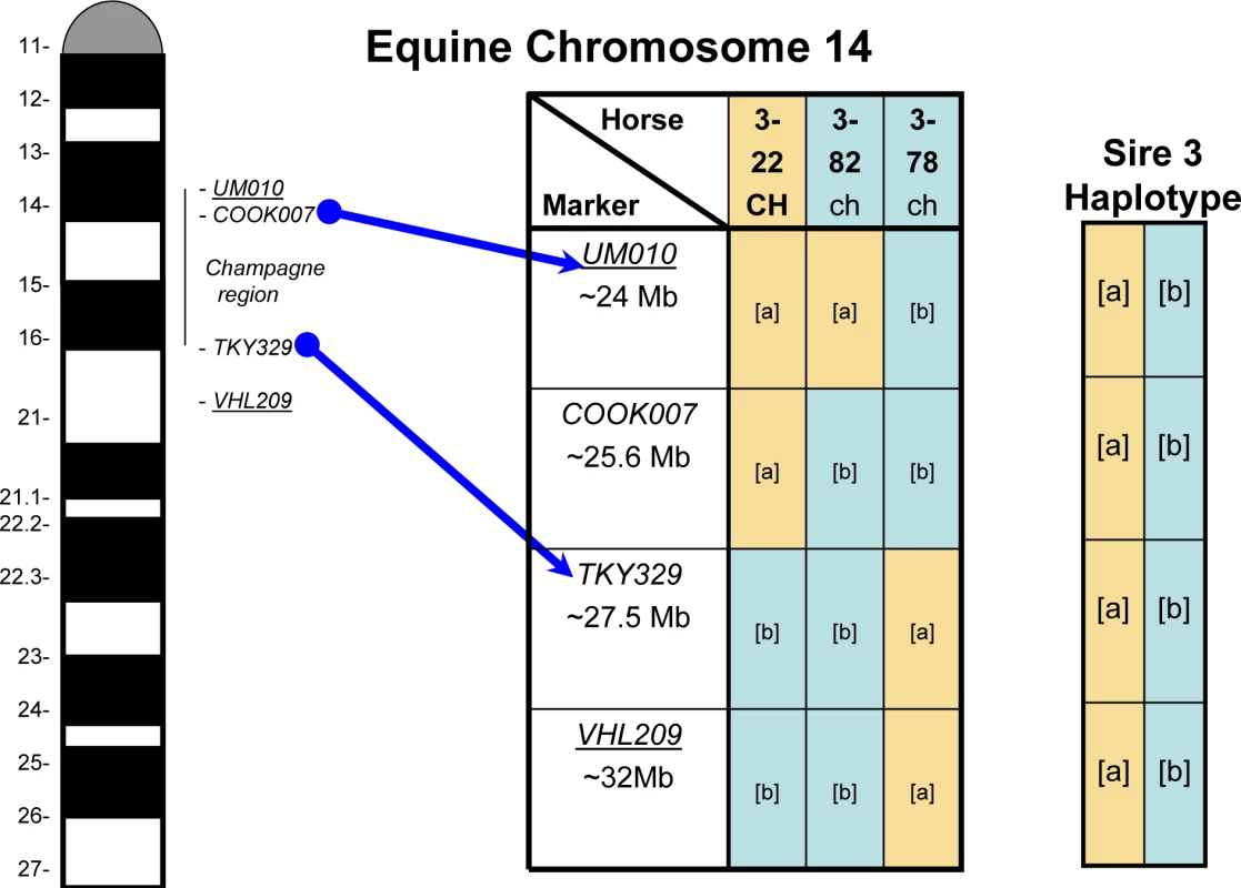Example of Recombinant Haplotypes.
