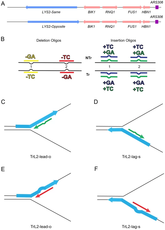 An assay for loop repair.