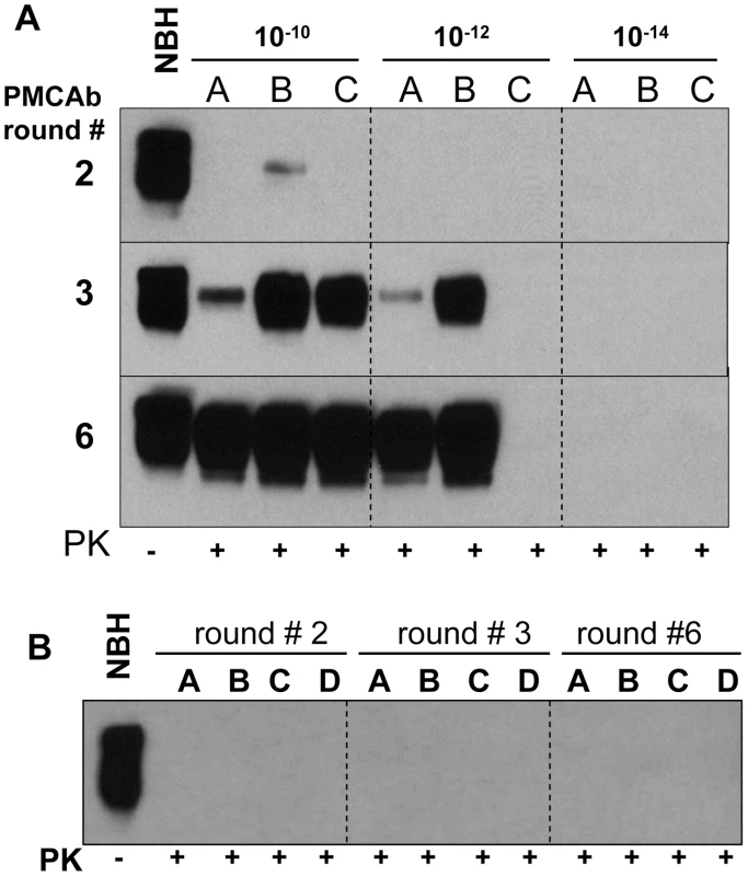 Amplification of minute amounts of PrP<sup>Sc</sup> in PMCAb.