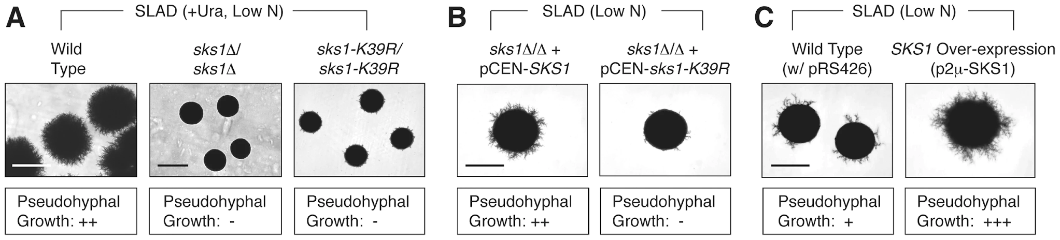 Phenotypic analysis of <i>SKS1</i> mutants.