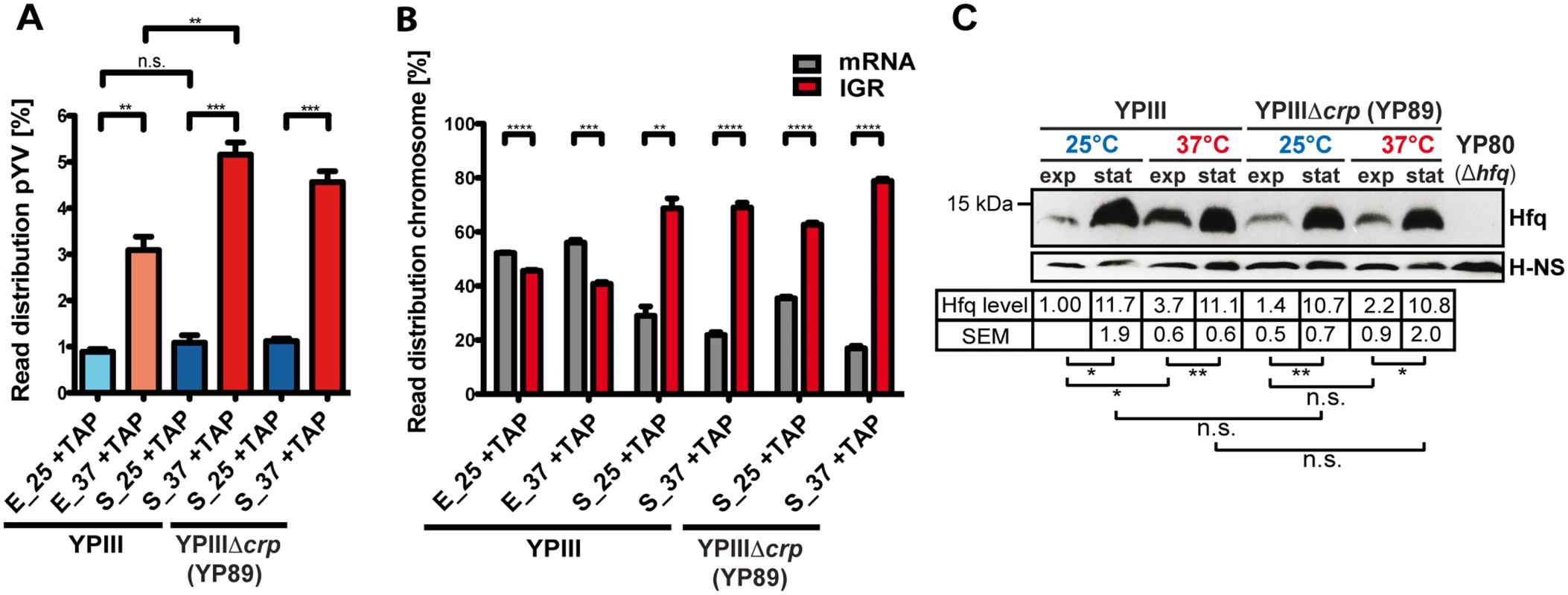 Global cDNA read count distribution and Hfq levels in <i>Y. pseudotuberculosis</i> during growth under environmental and infection-relevant conditions.