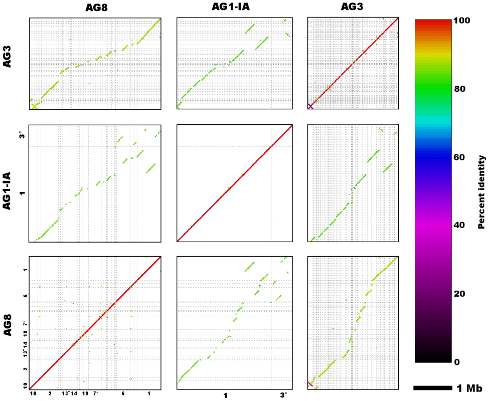 Genome assembly sequence comparisons between <i>R. solani</i> AG8 and isolates from alternate anastomosis groups.