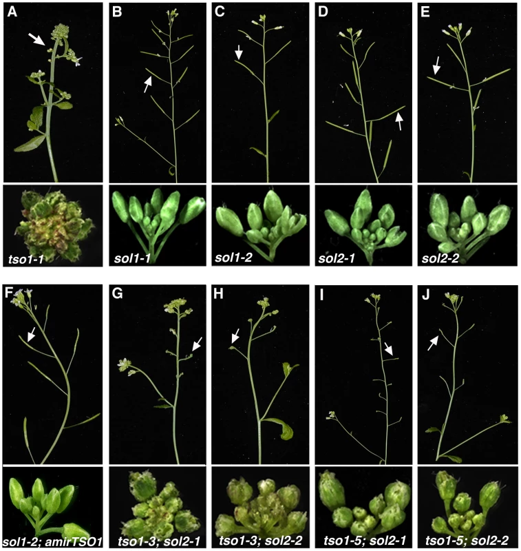 <i>sol2</i>, but not <i>sol1</i>, showed synergistic genetic interactions with <i>tso1</i> class II alleles.