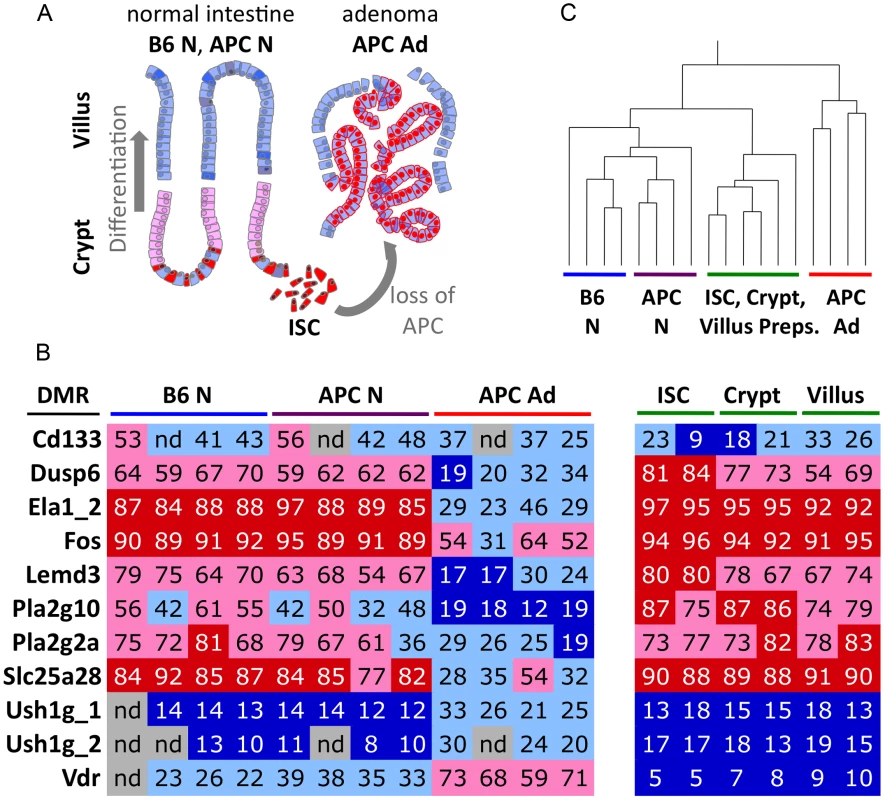 CpG methylation differentiates normal epithelial cell types from adenoma.
