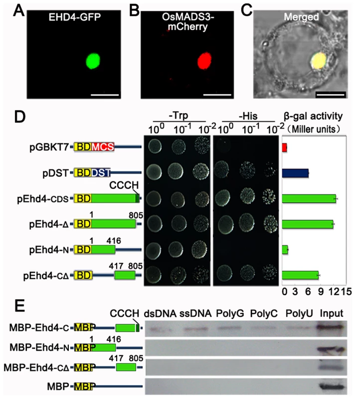 EHD4 is a nuclear protein with intrinsic transcriptional activation and nucleic acid binding activities.