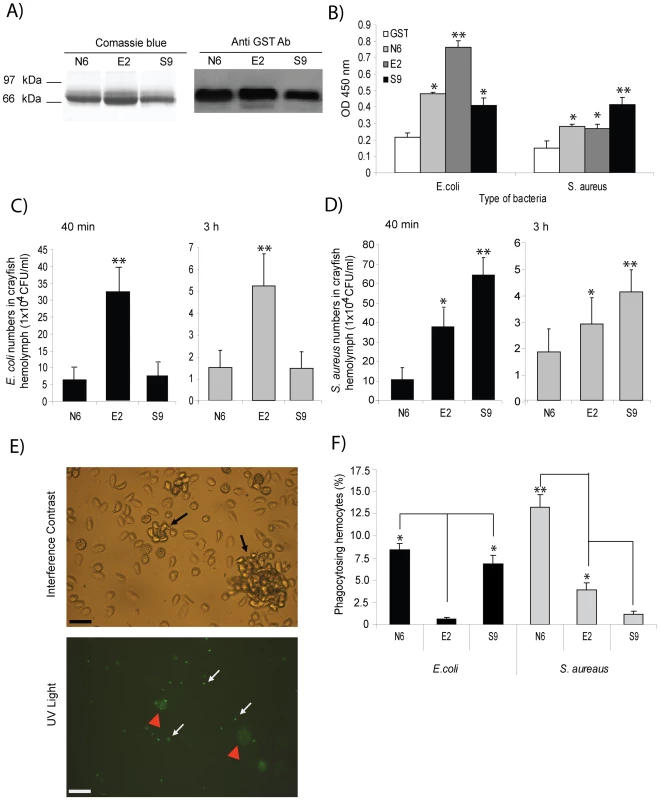 Bacteria-induced <i>Pl</i>Dscam isoforms have different binding ability to bacteria.
