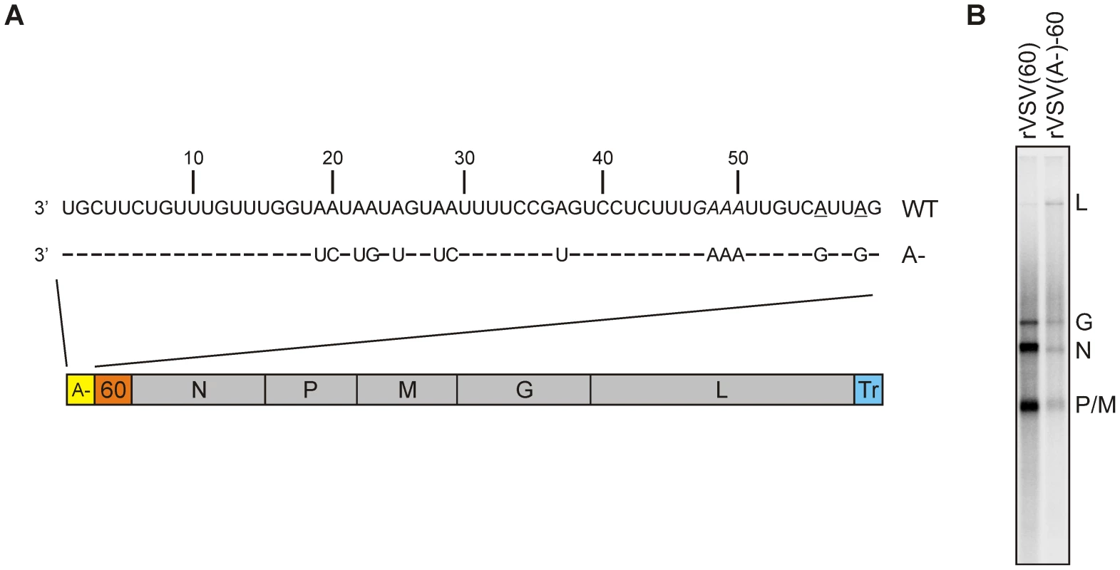 Effect of an (A-) leader region on transcription.