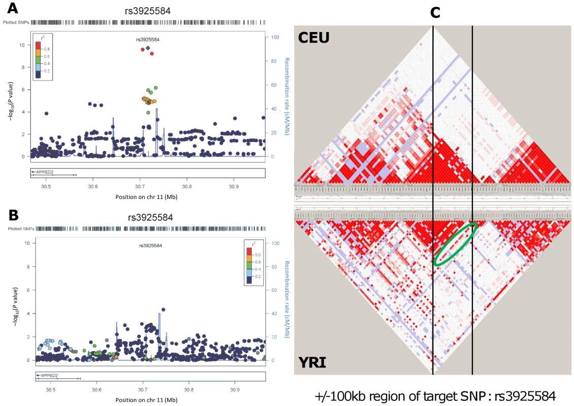 Genetic association and LD distribution of the <i>MPPED2</i> gene locus in European and African ancestry populations.