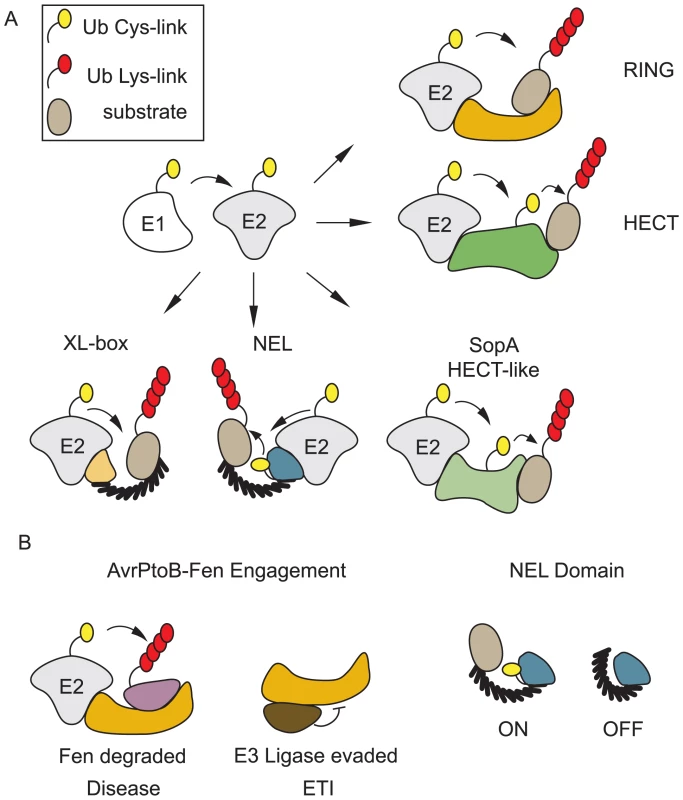 Bacteria encode E3 ubiquitin ligases of many classes.
