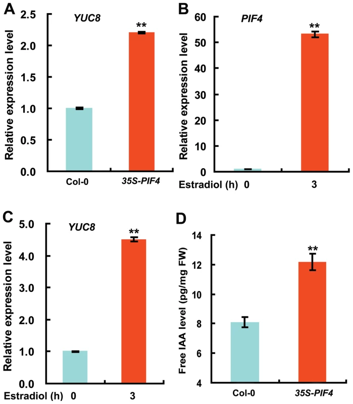 Overexpression of <i>PIF4</i> Increases the Expression of <i>YUC8</i> and Elevates Endogenous Free IAA Levels.