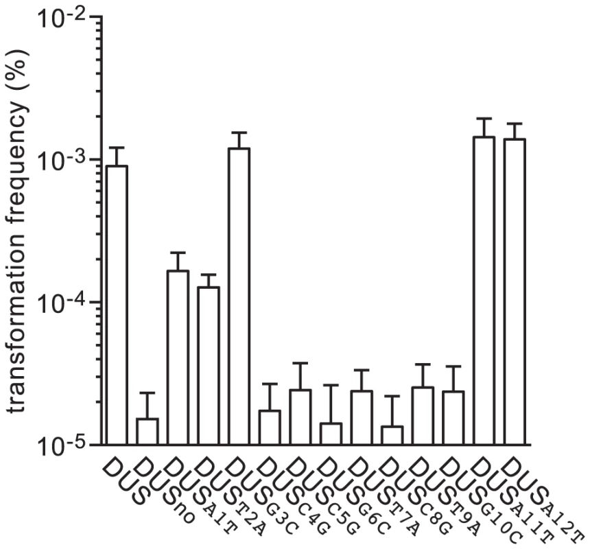 Seven inner bases of DUS are critical for enhancement of transformation.