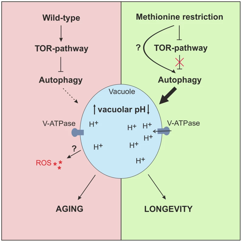 Model of MetR-mediated longevity.