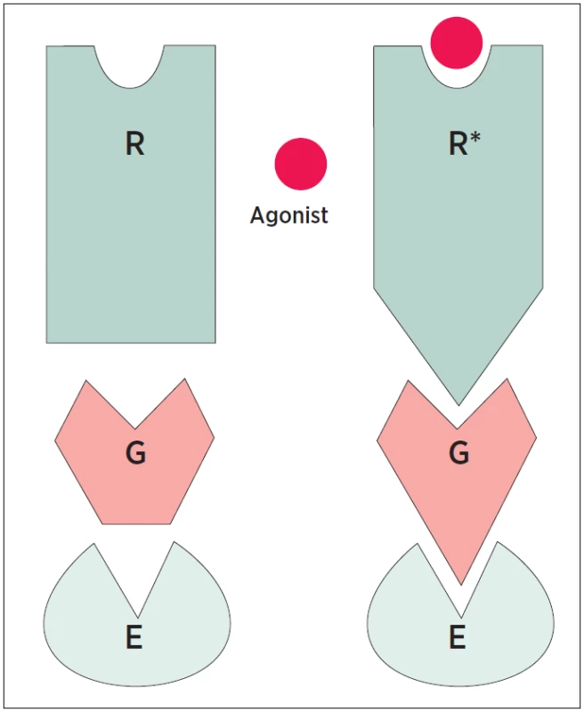 Schematické znázornění stavu receptoru
R = receptor, G = protein, E = efektor,
Agonist = agonista, hvězdička označuje aktivní stav
