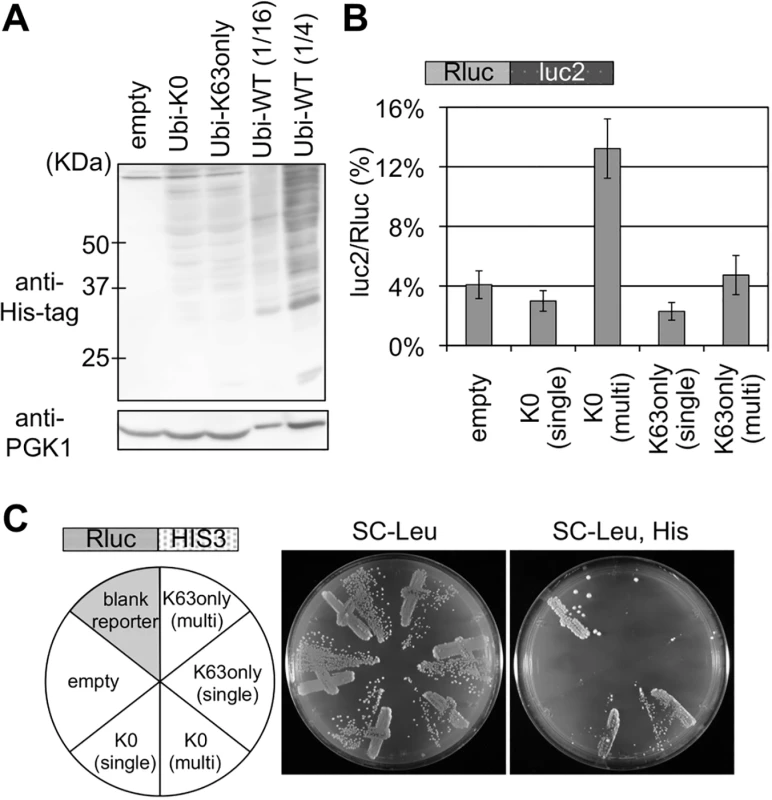 Effects of K0 and K63only ubiquitin mutants on stalled translation.