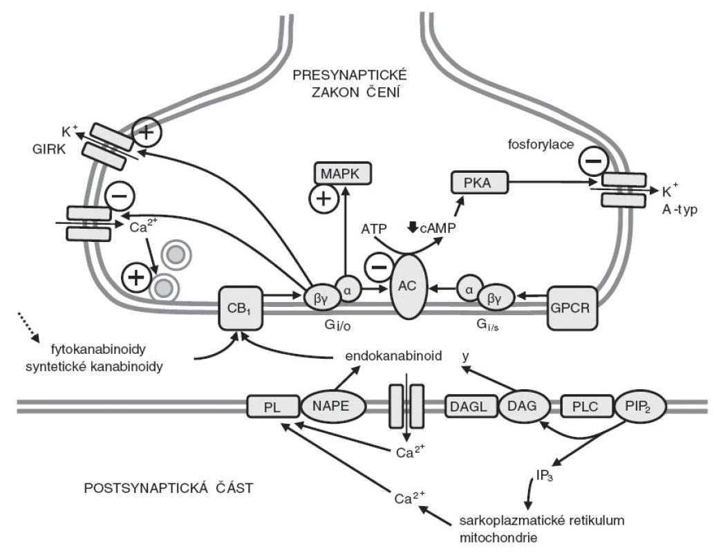 Mechanismy účinku kanabinoidů v mozku (podle [30, 31]). Syntéza endokanabinoidů je iniciována zvýšením koncentrace nitrobuněčného kalcia (vstupem Ca2+ přes napěťově řízené iontové kanály nebo přes interní iontové kanály aktivovaných receptorů; uvolněním z nitrobuněčných zásob), které spouštějí procesy vedoucí k aktivaci fosfolipas (PL) nebo hydroláz. Tyto membránové enzymy katalyzují hydrolýzu membránových lipidů (NAPE) a uvolňuje se anadamid; 2-arachidonoylglycerol je uvolňován z diacylglycerolu (DAG) aktivovanou diacylglycerollipázou (DAGL). Endokanabinoidy, fytokanabinoidy nebo syntetické kanabinoidy aktivují kanabinoidní receptory typu 1 (CB1). Aktivace presynaptických CB1 receptorů vede k aktivaci Gi/o proteinů, které inhibují adenylátcyklázu (AC) a stimulují mitogenem
aktivované proteinkinázy (MAPK). To vede ke snížení produkce cyklického adenosinmonofosfátu (cAMP), inhibici napěťově řízených kalciových kanálů a stimulaci specifických draselných kanálů (GIRK). Inhibice toku kalciových iontů do presynaptických zakončení způsobuje snížené uvolňování různých neurotransmitérů. Snížené koncentrace cAMP vedou ke snížené aktivaci protenkinázy A (PKA), snížené fosforylaci napěťově řízených draselných kanálů (A-typ) a dalšímu zvýšení výtoku draselných iontů. Aktivace CB1 receptorů může také ovlivnit funkci mnoha
dalších receptorů spřažených s G proteiny (GPCR), které aktivují nebo inhibují AC.
