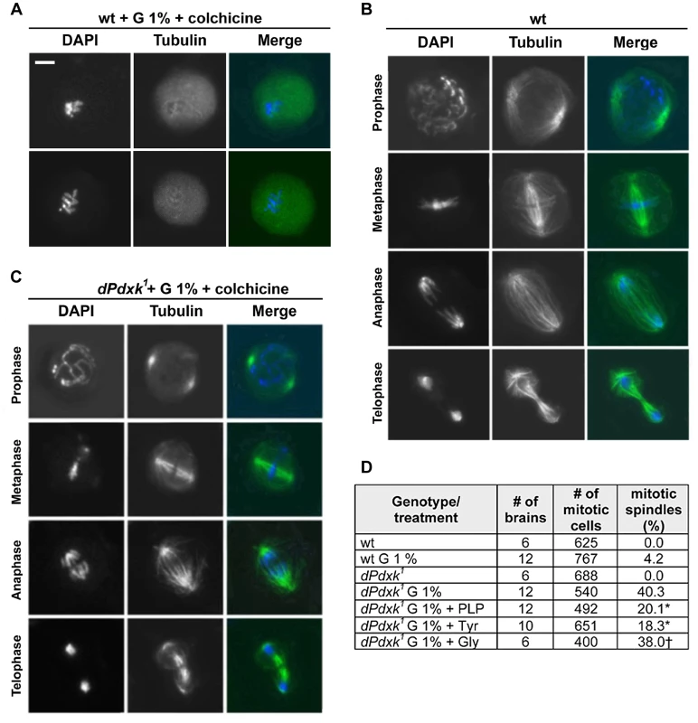 The spindles of glucose-treated <i>dPdxk</i> mutant brains are resistant to colchicine-induced depolymerization.