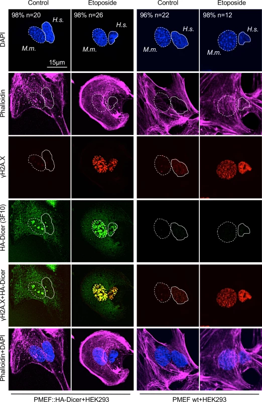 Damage-induced nuclear localisation of murine HA-Dicer in human HEK293 cells.