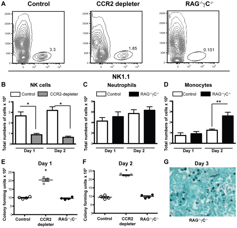 CCR2<sup>+</sup> NK cells and innate lymphocytes are dispensable for innate defense against IA.