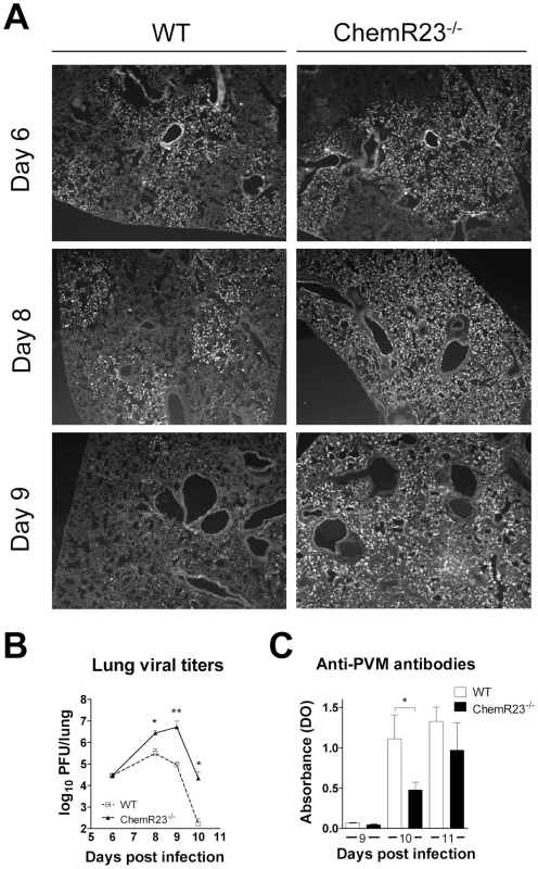 Increased viral load and delayed viral clearance in ChemR23<sup>−/−</sup> mice.