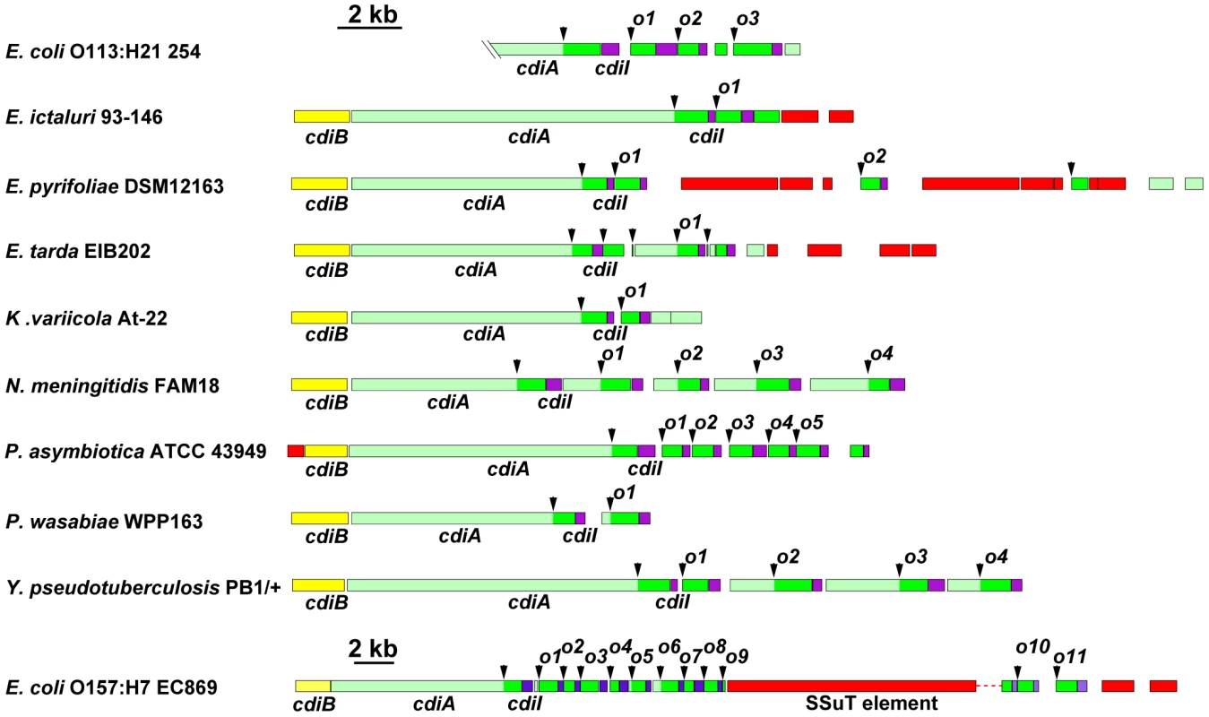 Many bacteria contain orphan <i>cdiA-CT/cdiI</i> modules.